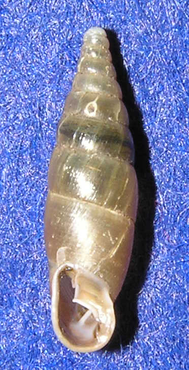 Clausiliidae del forum NM