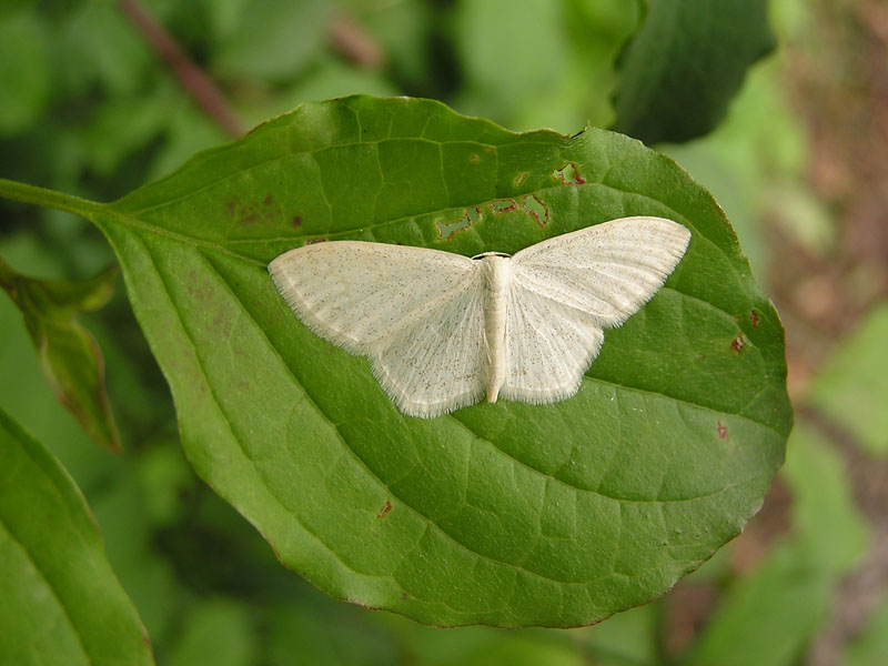 Mimikry di una Geometridae