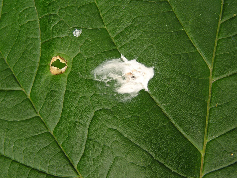 Mimikry di una Geometridae