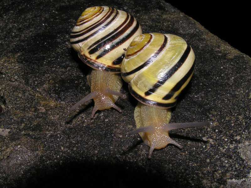 Cepaea nemoralis e C.hortensis: variazioni e  differenze