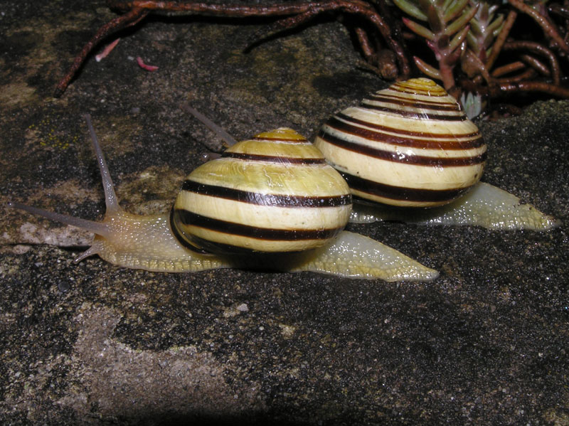 Cepaea nemoralis e C.hortensis: variazioni e  differenze