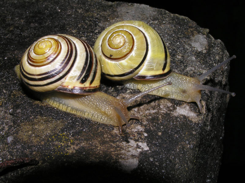 Cepaea nemoralis e C.hortensis: variazioni e  differenze