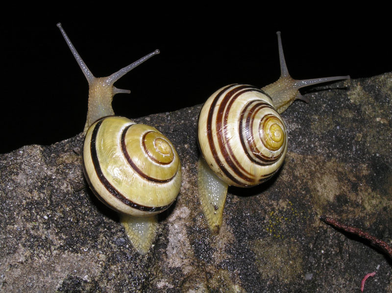 Cepaea nemoralis e C.hortensis: variazioni e  differenze