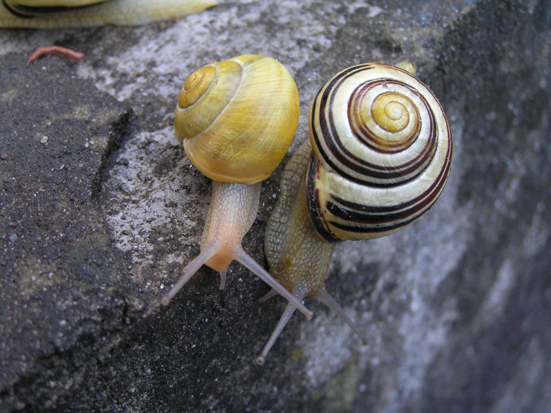 Cepaea nemoralis e C.hortensis: variazioni e  differenze