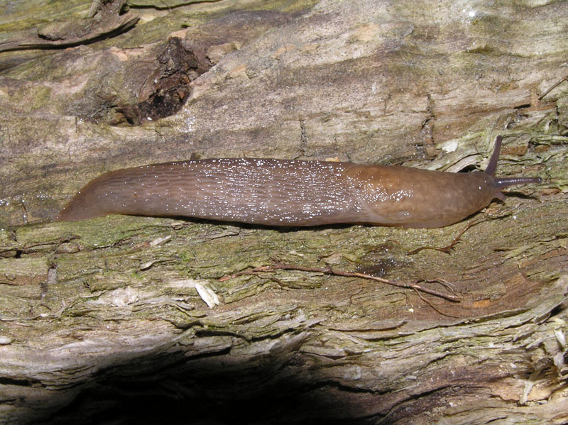 Limax del corsicus-gruppo da Ostia (RM)