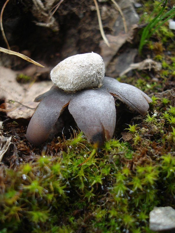 Funghi del Monte Rasu (Sardegna - Provincia di Sassari)