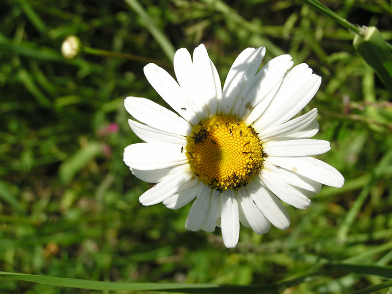 Meloe violaceus - una vita pericolosa