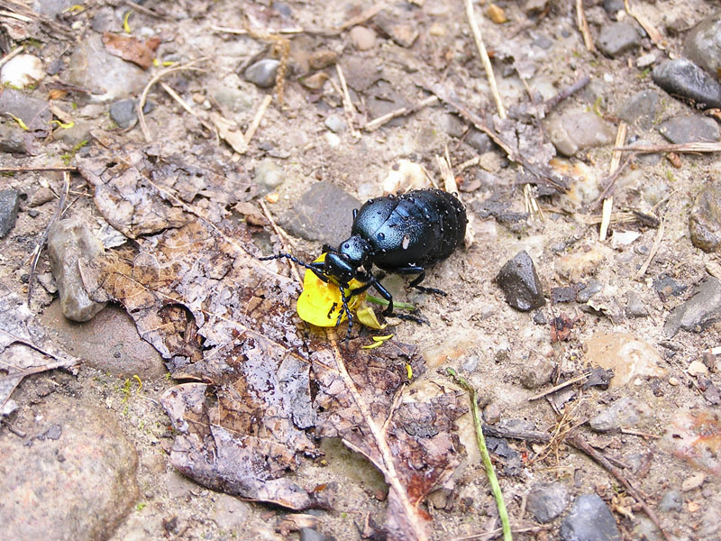 Meloe violaceus - una vita pericolosa