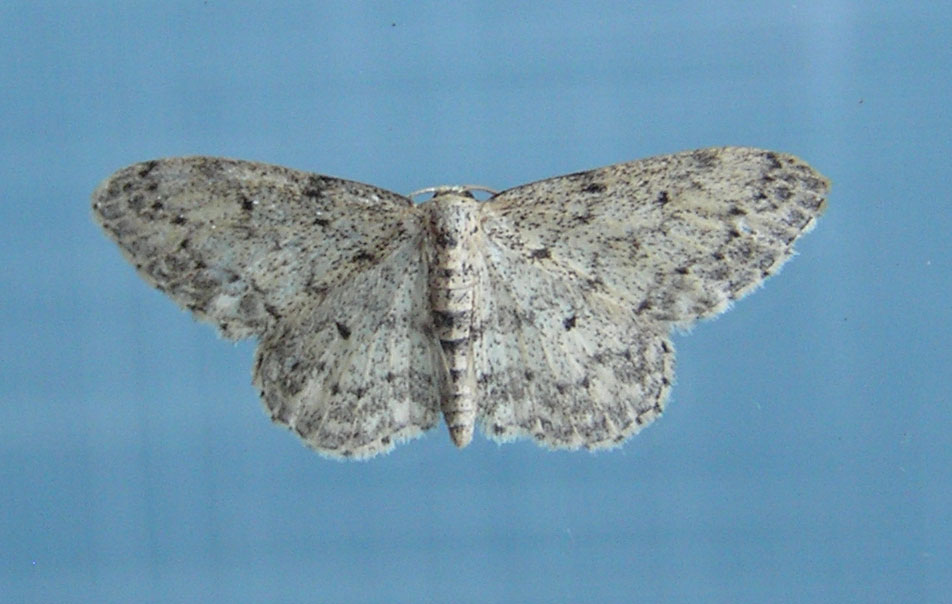 Una geometride da Olbia: Idaea seriata canteneraria