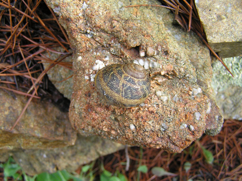 Cornu aspersum (Linnaeus,1758)  di Berchidda (Sardegna: SS)