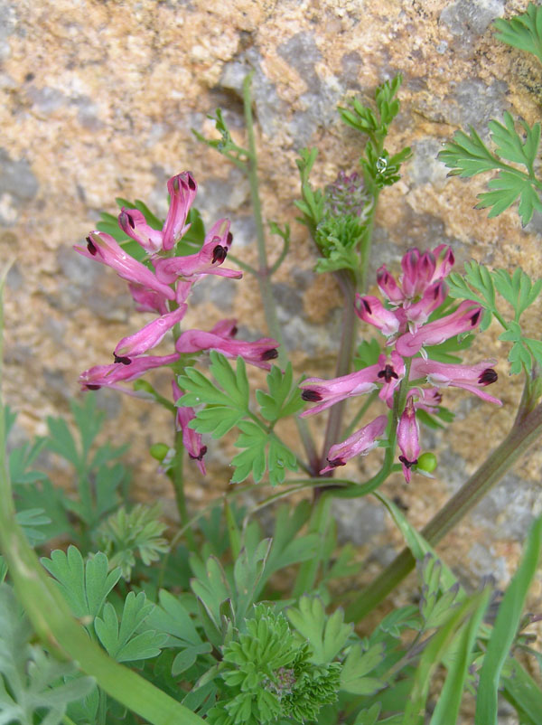 Fumaria officinalis - della Sardegna