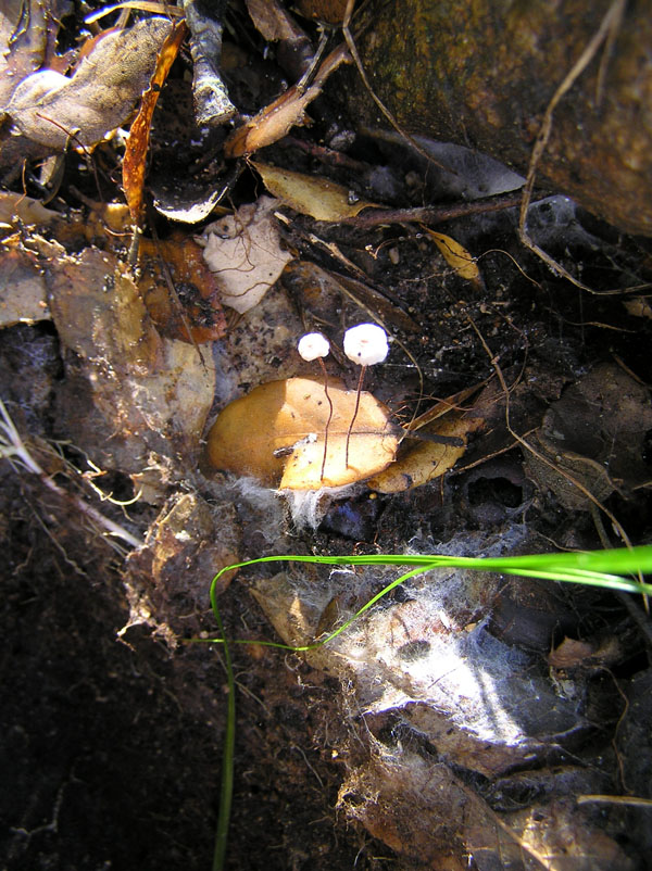 Marasmius sp. - Strano fungo della Sardegna (SS)