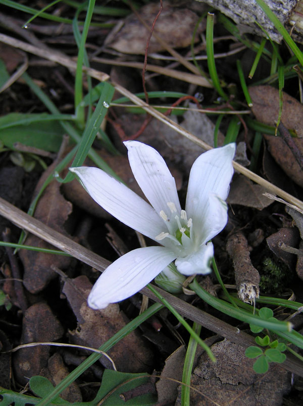 Ornithogalum corsicum (=Ornithogalum exscapum subsp. sandalioticum)