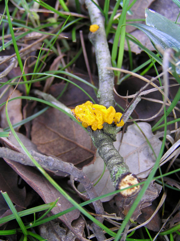 Tremella in Sardegna (SS) sul ramo di Quercus sp.