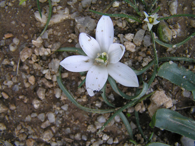 Ornithogalum corsicum (=Ornithogalum exscapum subsp. sandalioticum)