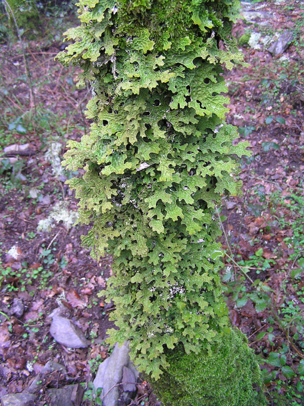 Licheni di Monte Rasu (Sassari)