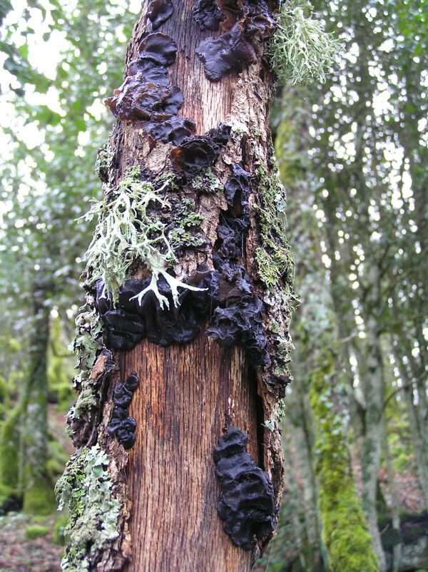 Funghi del Monte Rasu (Sardegna - Provincia di Sassari)