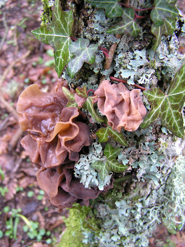 Funghi del Monte Rasu (Sardegna - Provincia di Sassari)