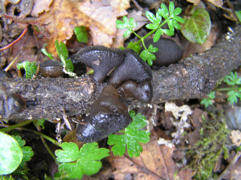 Funghi del Monte Rasu (Sardegna - Provincia di Sassari)