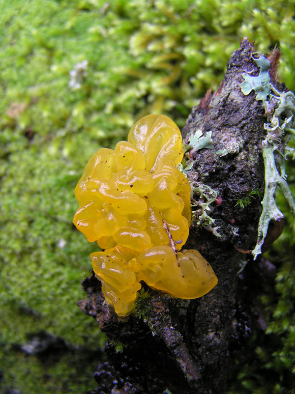 Funghi del Monte Rasu (Sardegna - Provincia di Sassari)