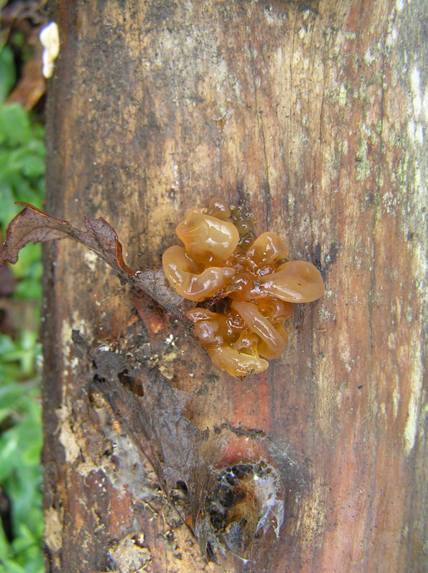 Funghi del Monte Rasu (Sardegna - Provincia di Sassari)