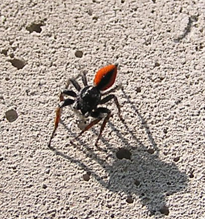 maschio di Philaeus chrysops