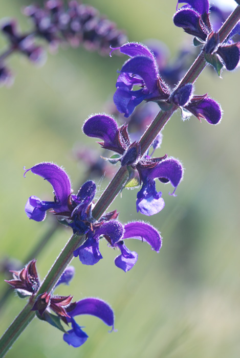 BUON GIORNO.......- Salvia sp.