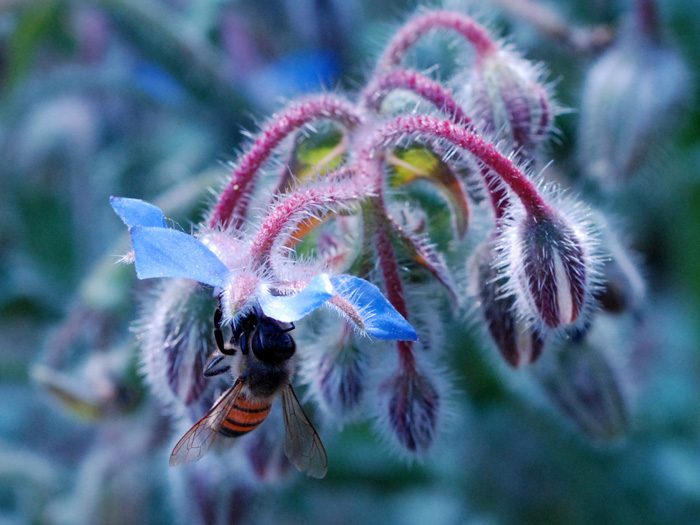 Borago officinalis / Borragine comune