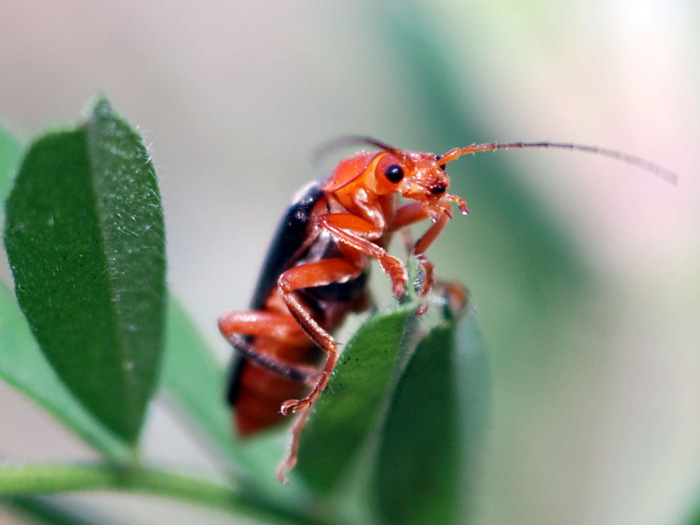 Cantharis livida