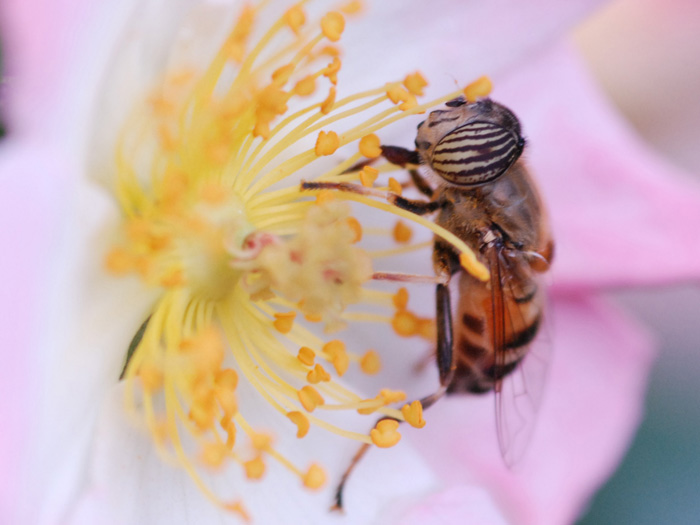 uno al giorno...... - Eristalinus taeniops