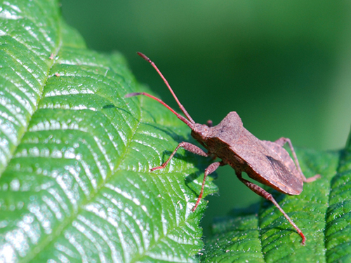 Coreus marginatus