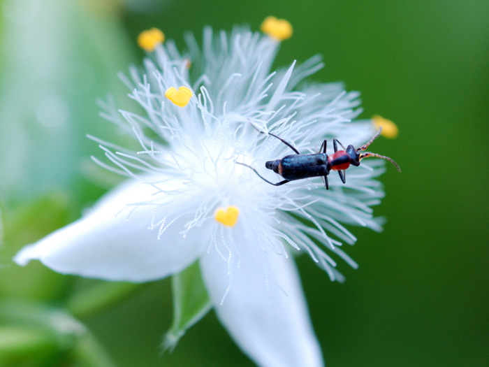 ne approfitto... Cyrtosus cyanipennis