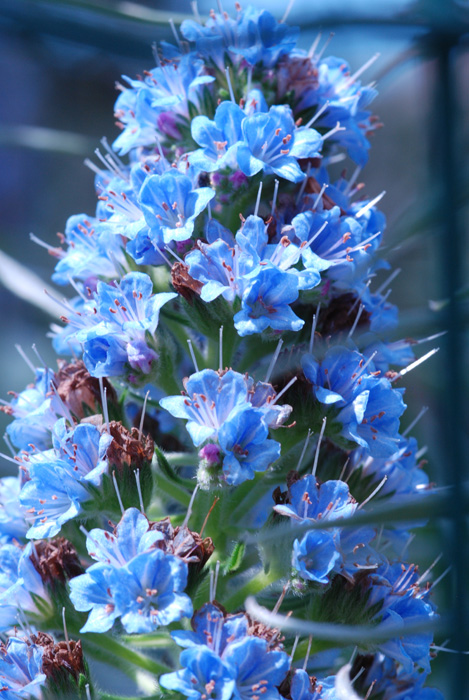 ANCHE QUESTO......- Echium sp.