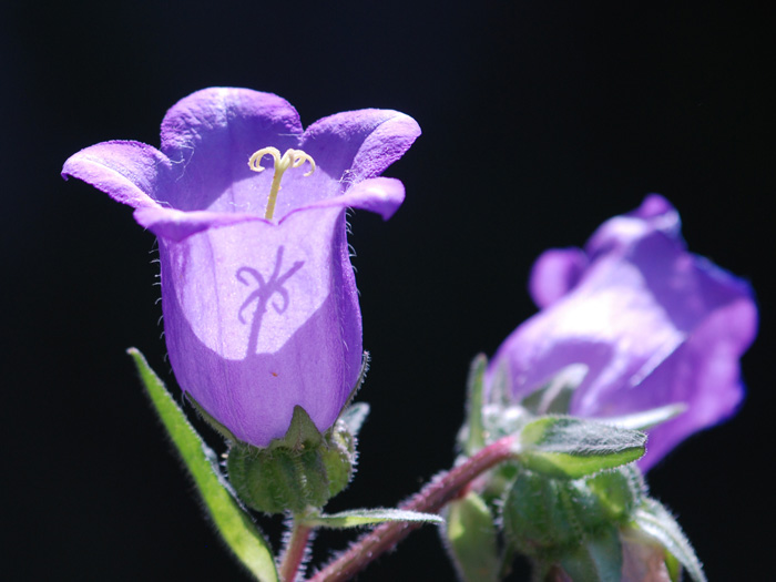 Campanula medium