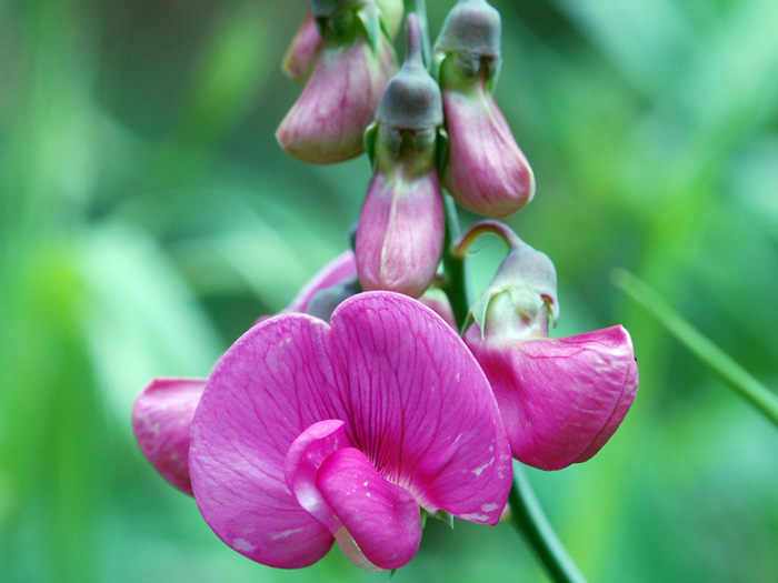 ARIECCOMI....!!!!! - Lathyrus sp.