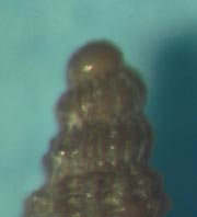 Richiesta aiuto determinazione Cerithiopsis
