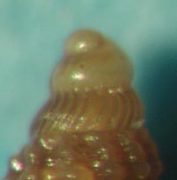 Richiesta aiuto determinazione Cerithiopsis