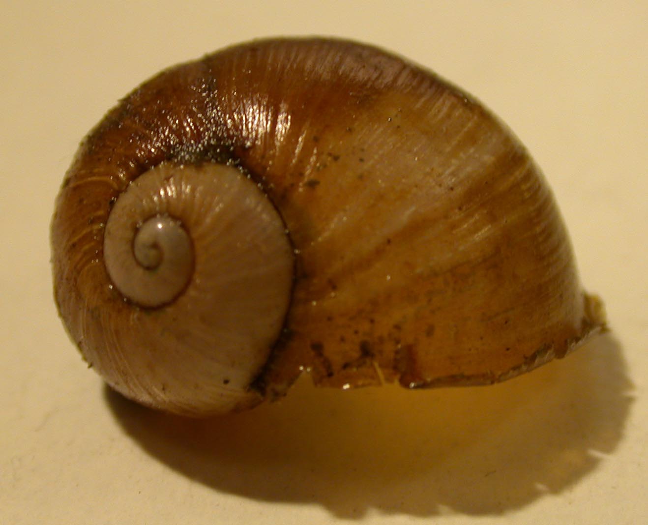 Cantareus apertus (Born, 1778)