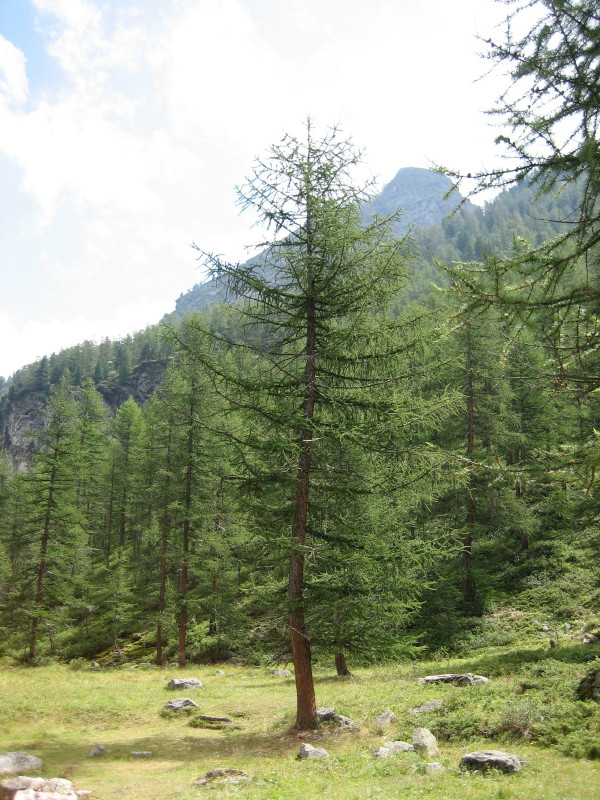 Larix decidua / Larice comune