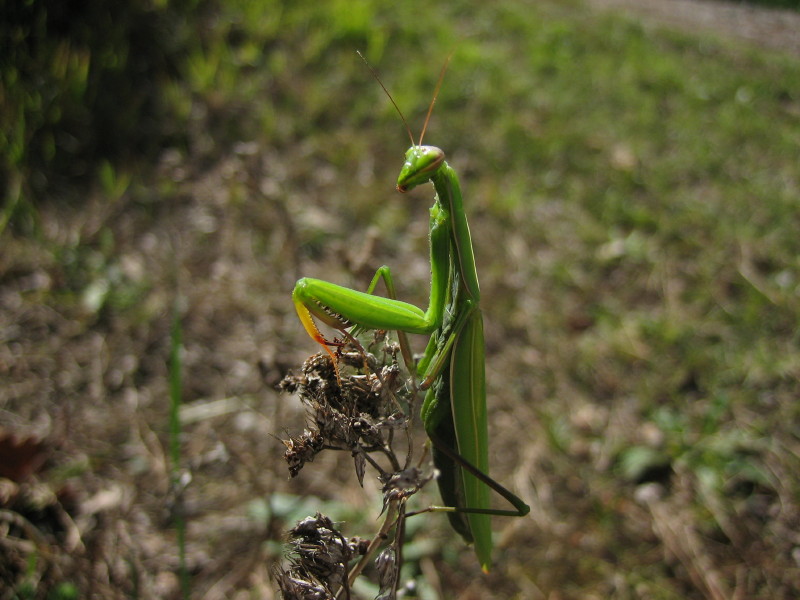 Mantidi