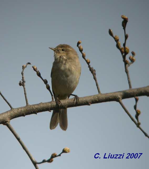 ID. Phylloscopus