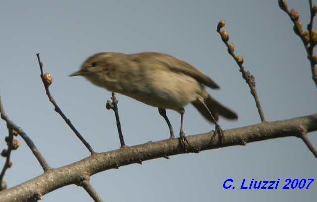 ID. Phylloscopus