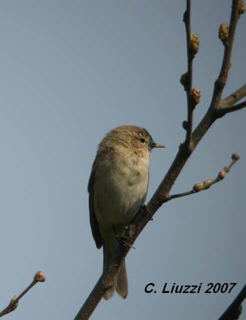ID. Phylloscopus