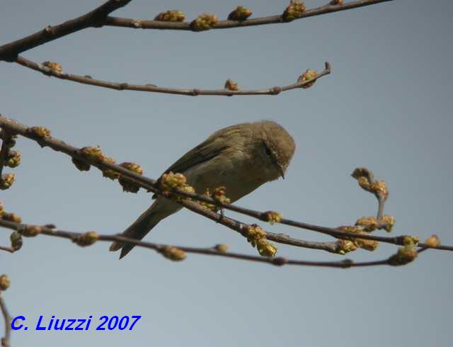 ID. Phylloscopus