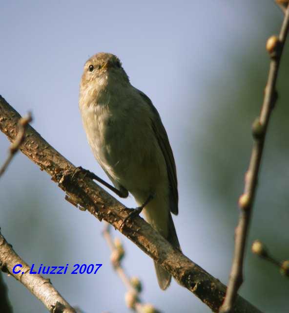 ID. Phylloscopus