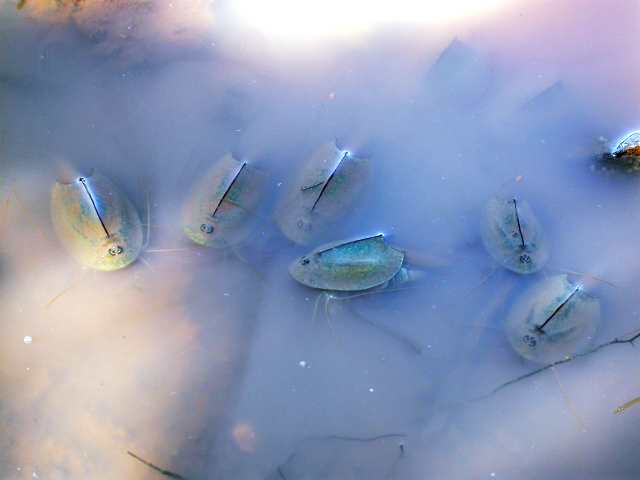 Triops cancriformes