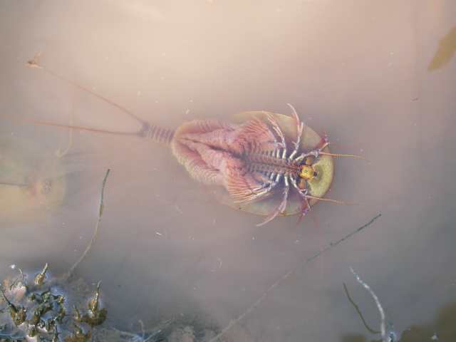 Triops cancriformes