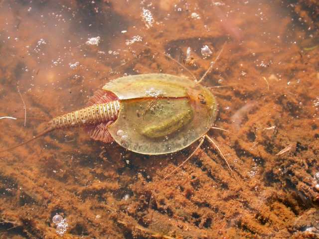 Triops cancriformes