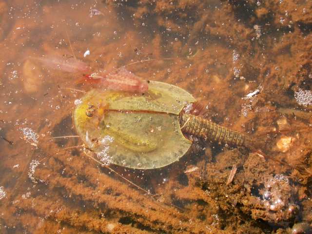 Triops cancriformes