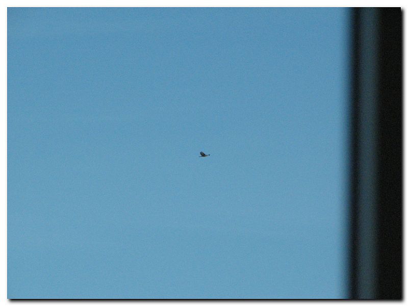 Rapace?